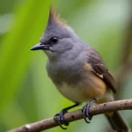 Vous Ne Croirez Jamais Ce Que Ce Petit Oiseau Avec Houpette Sur La Tête Peut Faire!